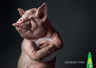 Separate them, pig, add, dish, commercial, funny, porc, animal, HD  wallpaper | Peakpx