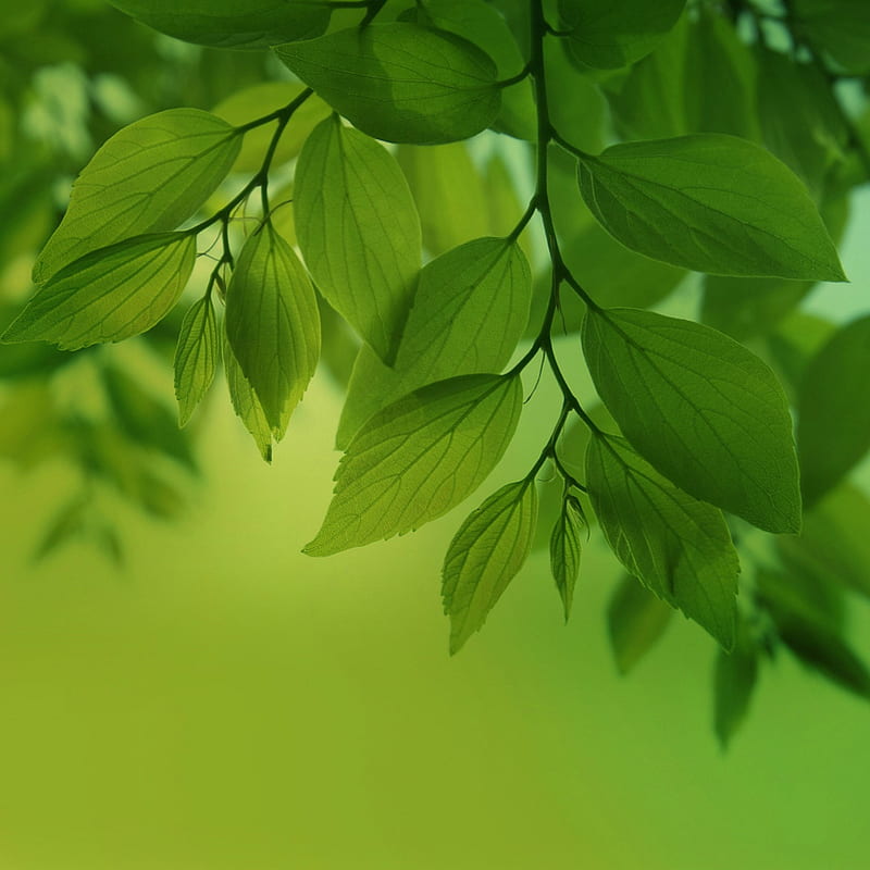 Green Leaves, bokeh, macro, nature, plant, HD phone wallpaper