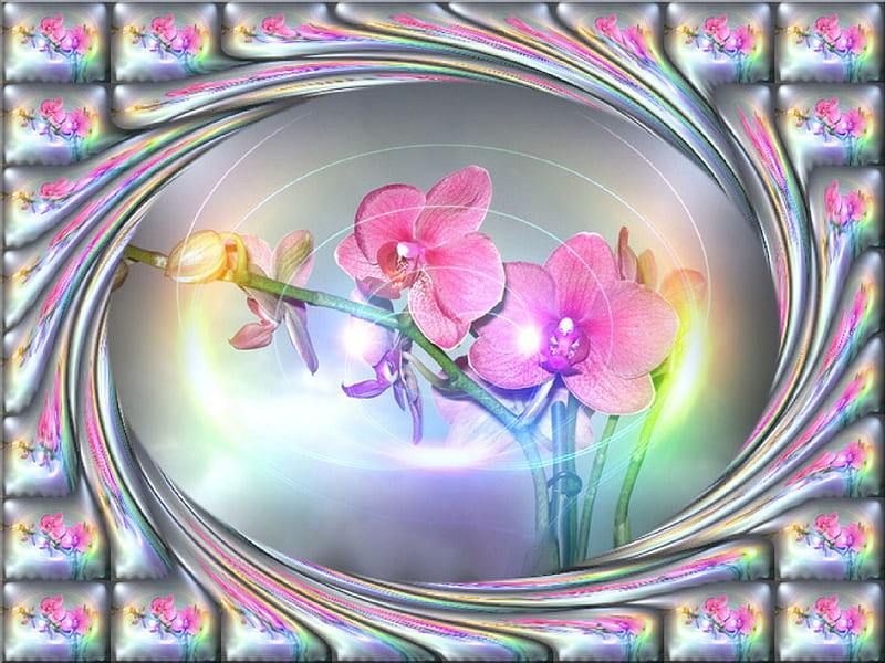 Pink Orchids, orchids, flower, nature, framed, lights, HD wallpaper