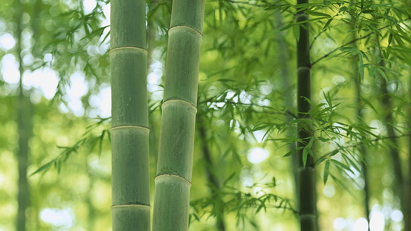 Bamboo, Japan, green, HD wallpaper
