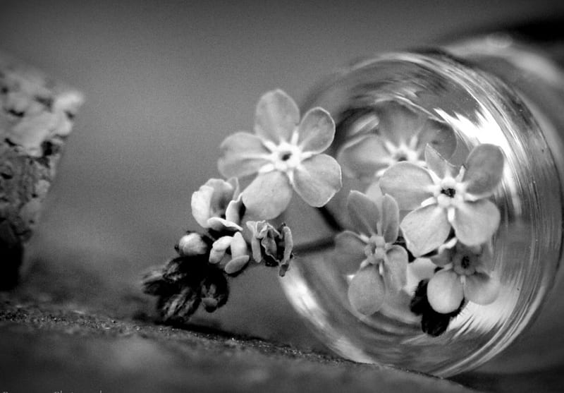 Don't let the good times fade away, flowers, graphy, abstract, jar, HD wallpaper