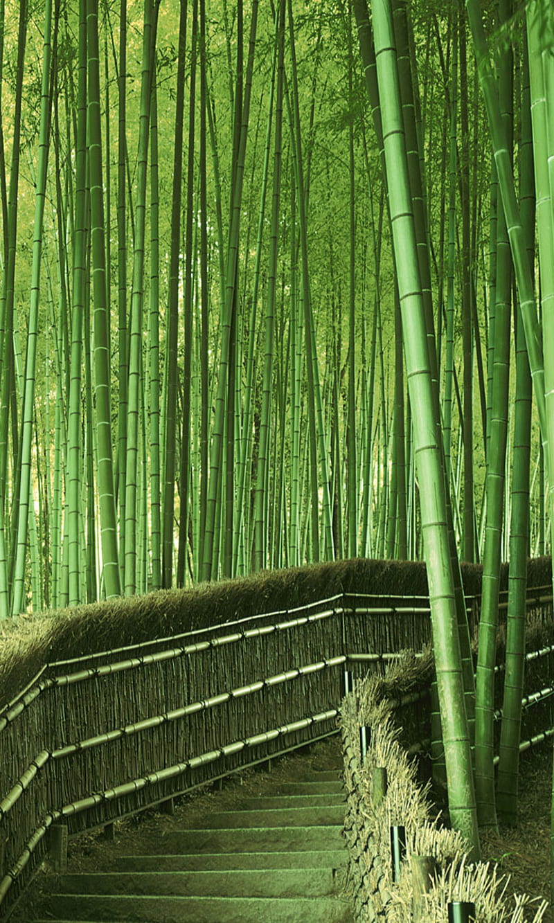 HD bamboo wallpapers