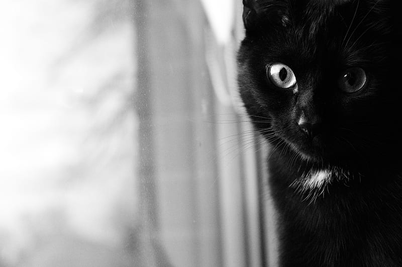 cat, bw, muzzle, black cat, eyes, HD wallpaper