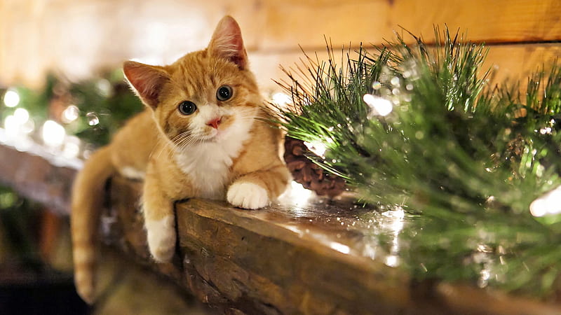 christmas kitty, christmas, cats, trouble, kitty, HD wallpaper