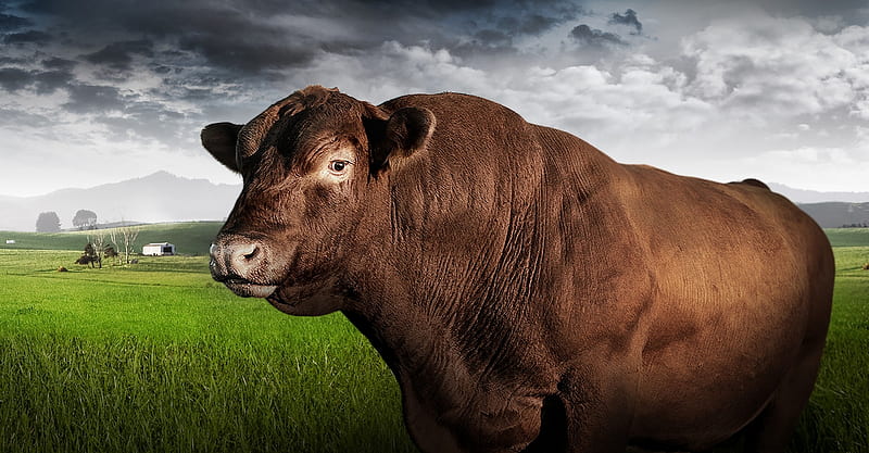 Bull, Brown, Cows, Animals, HD wallpaper