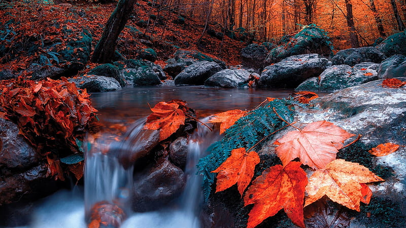 Autumn Forest Red Leaves Stones Water Stream Nature, HD wallpaper