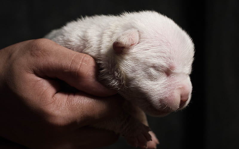 puppy in hand, little white dog, white puppy, cute animals, HD wallpaper