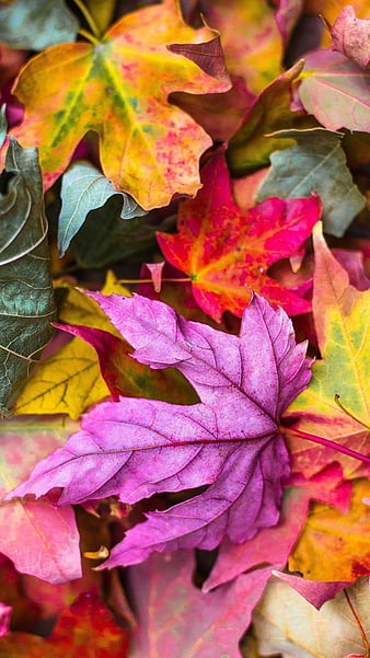 Autumn, cheese, funny, green, leaves, natural, pink, red, turtle