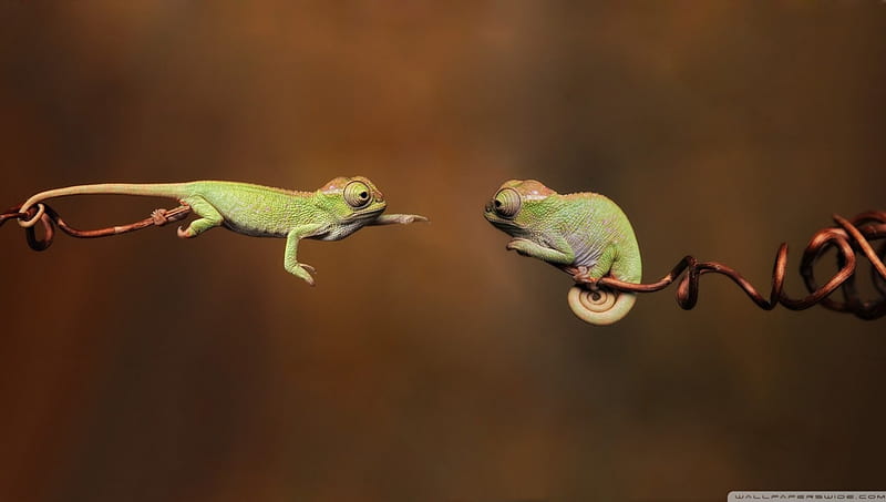 Give Me Your Hand, graphy, amusing, funny, reptiles, humorous, HD wallpaper