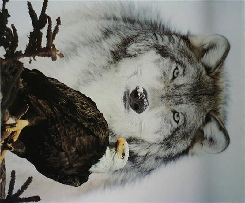 Lobo y águila, arte, encantador, pintura, águila, lobo, Fondo de pantalla  HD | Peakpx