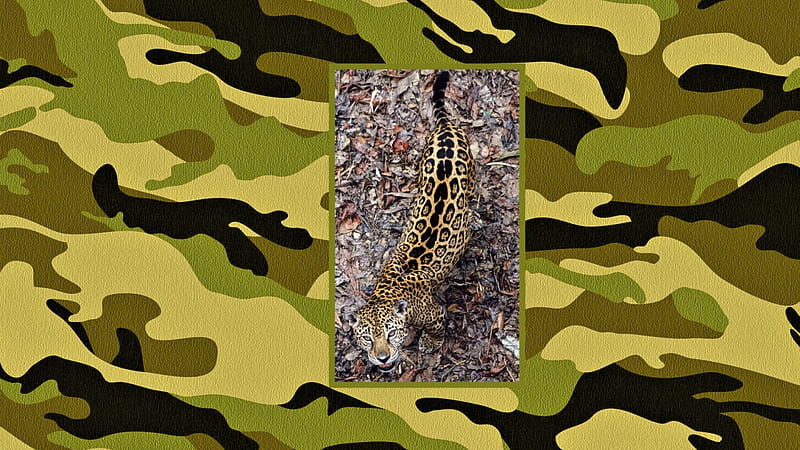 CamoCat, camouflage, felid, stealth, Leopard, HD wallpaper