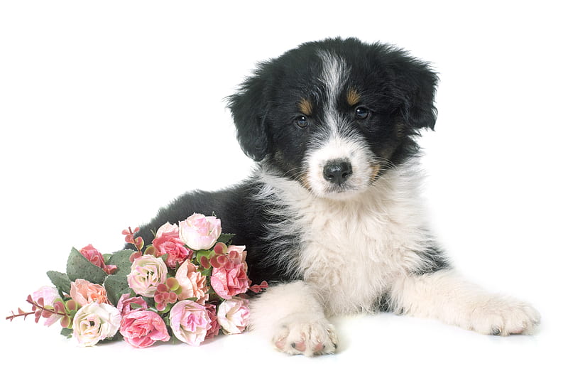 Dogs, Australian Shepherd, Cute, Pink Flower, Puppy, Rose, HD wallpaper