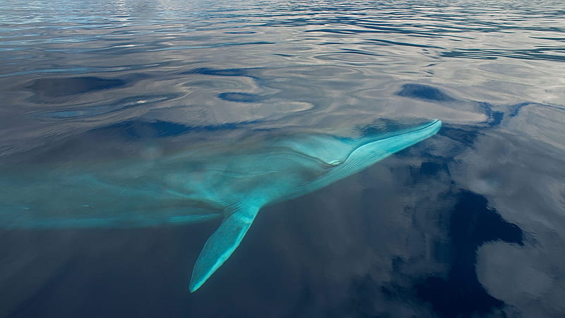Common Minke Whale (Balaenoptera acutorostrata)), blue, Balaenoptera acutorostrata, water, common minke whale, whale, ocean, balena, animal, HD wallpaper