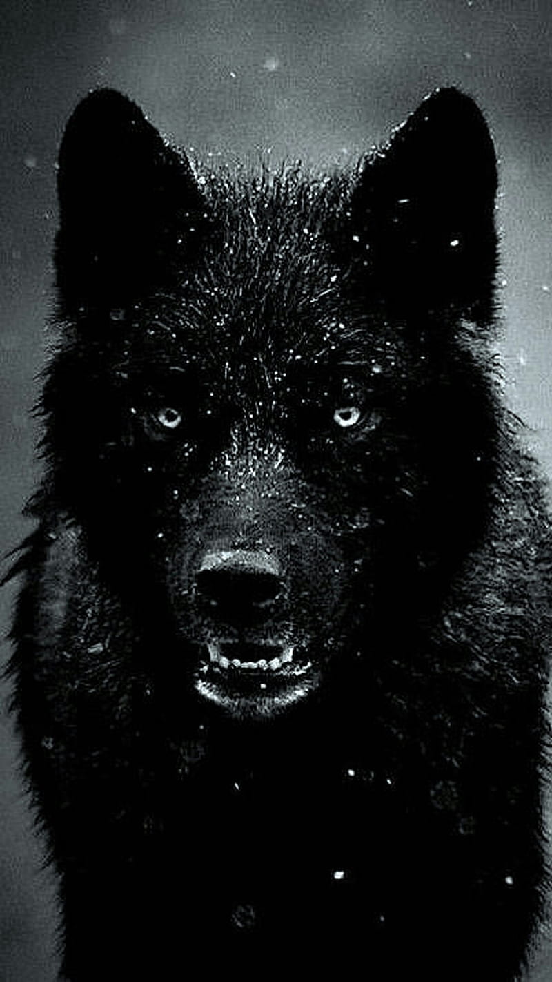 HD black wolf wallpapers  Peakpx
