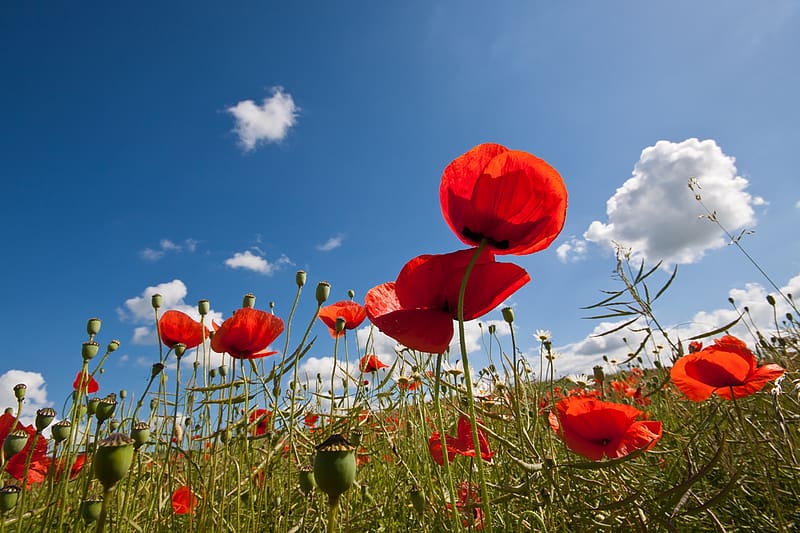 Flowers, Sky, Summer, Flower, , Field, Cloud, Poppy, Red Flower, HD ...