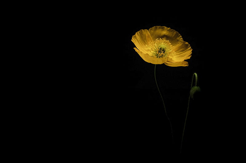 poppy, flower, petals, yellow, dark, HD wallpaper