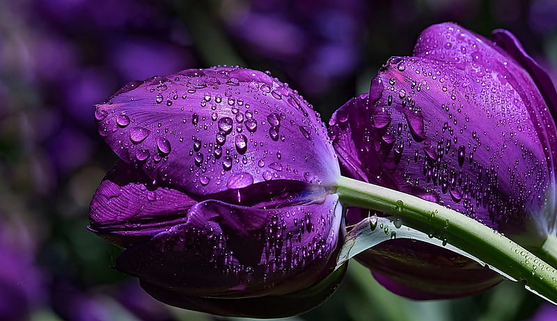 Purple Tulips, pretty, Tulip, Nature, Flower, HD wallpaper