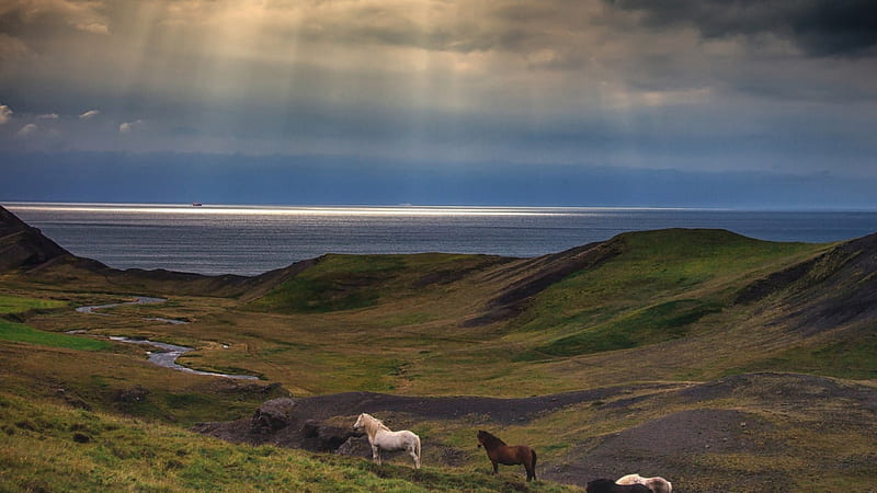 horses on seacoast under magical sunbeams, grass, sunbeams, sunset, coast, horses, sea, HD wallpaper