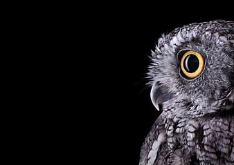 Night Watch Owl Black Bird Hd Wallpaper Peakpx