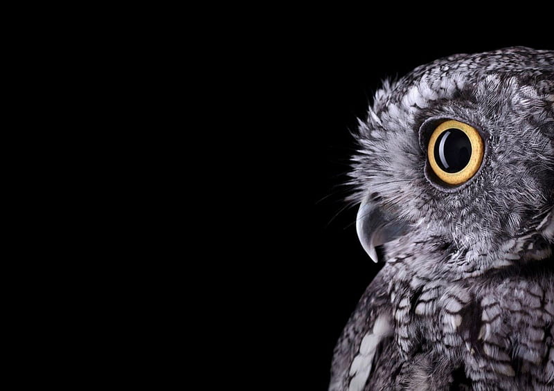 night watch, owl, black, bird, HD wallpaper