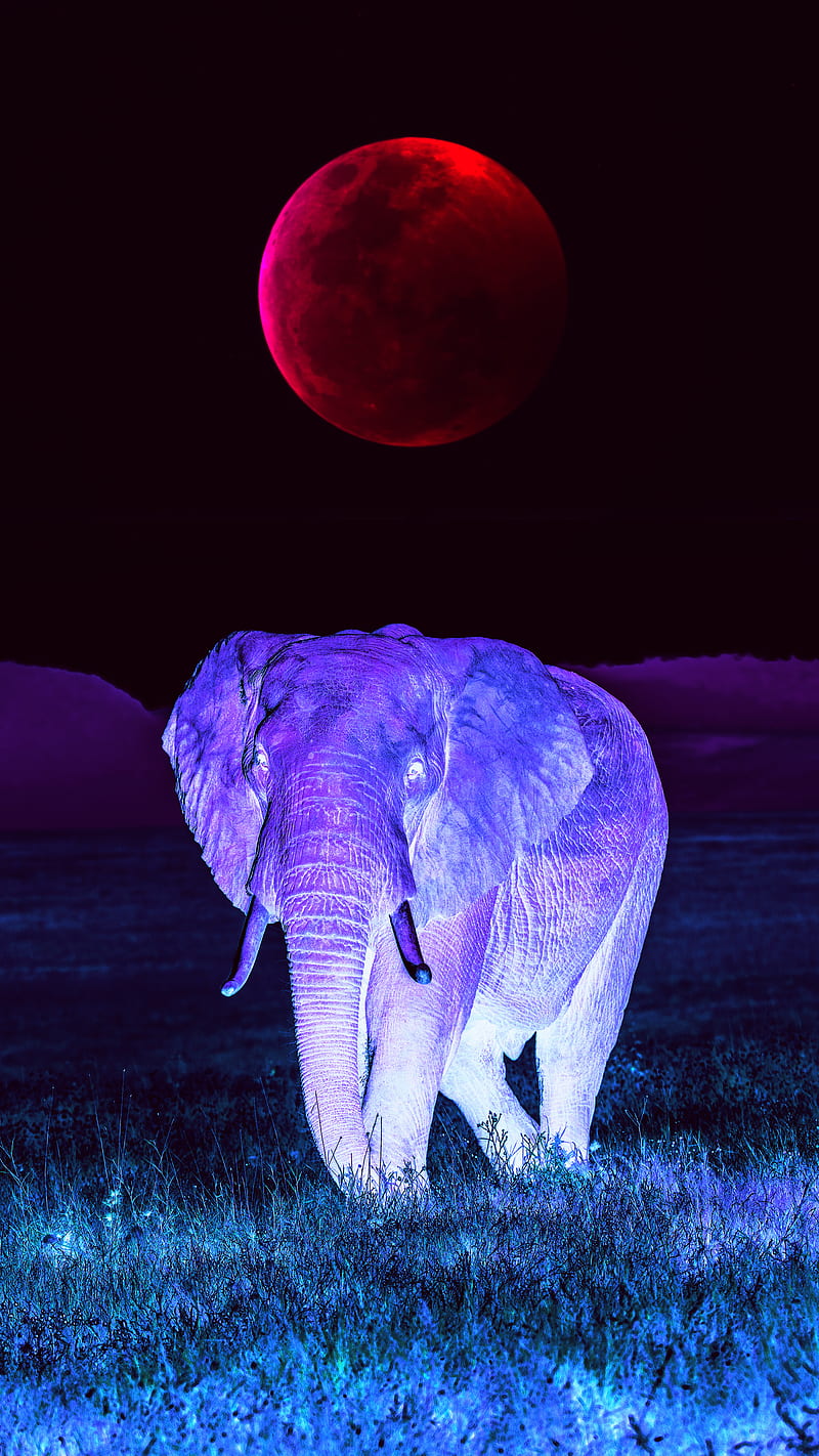Elephant, Fullmoon, Moon, wildlife, HD phone wallpaper