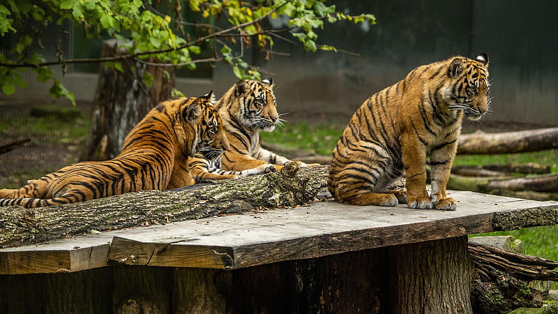 Tigers Are Sitting On Brown Wooden Bench During Daytime Animals, HD wallpaper
