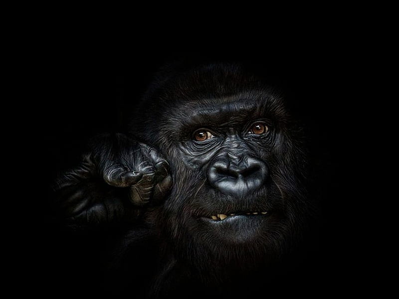 Gorilla In Dark Cool Gorilla In Dark Hd Wallpaper Peakpx