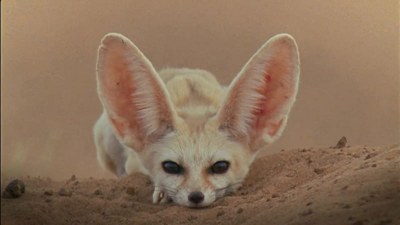 Desert fox.Fennec, cute, fennec, Desert fox, big ears, HD wallpaper