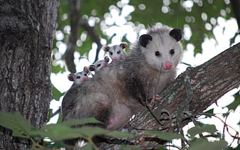 Animal Opossum 4k Ultra HD Wallpaper