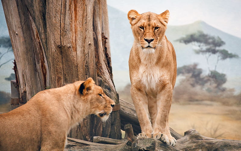 africa, savana, two lionesses, HD wallpaper