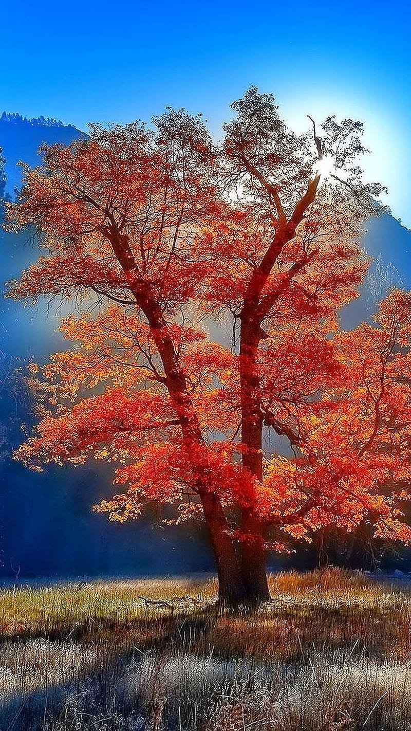 Beautiful Autumn, autumn, mountains, sunrise, tree, valley, HD phone wallpaper