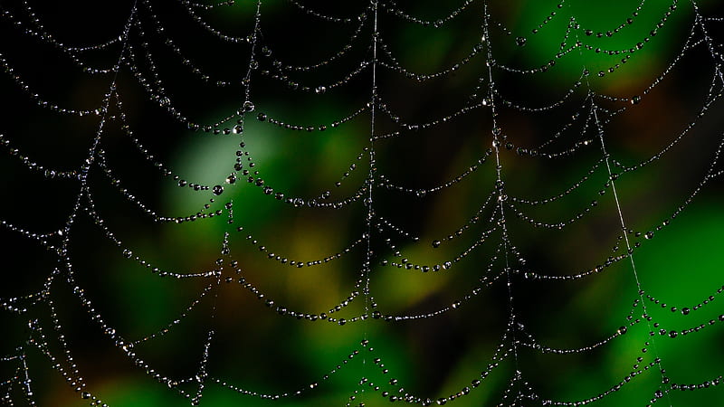 spider web wallpaper dew