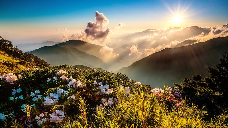 Sun rays over the mountain, pretty, sun, lovely, bonito, sky, mountain, rays, wildflowers, summer, HD wallpaper