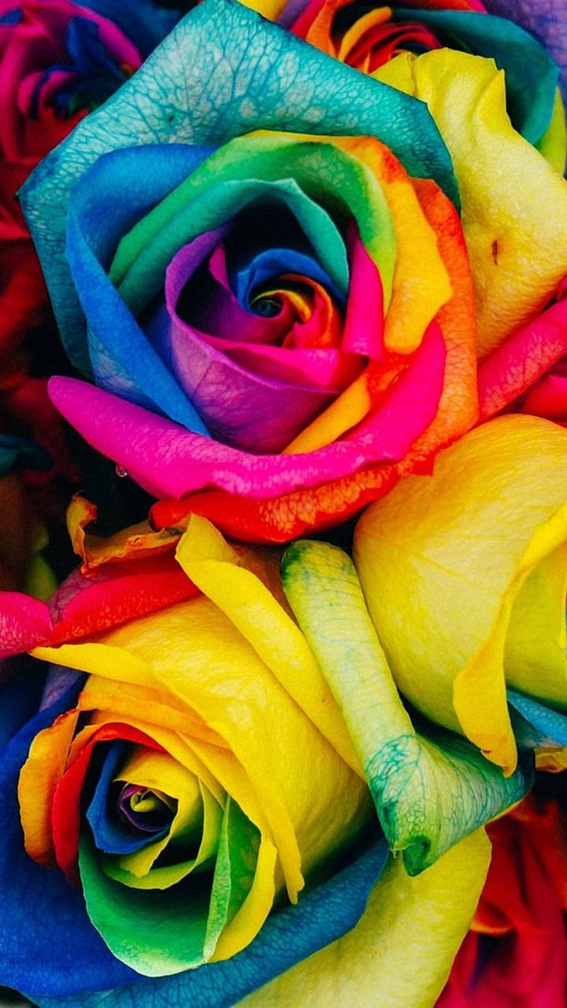 Rainbow roses, rose, HD phone wallpaper