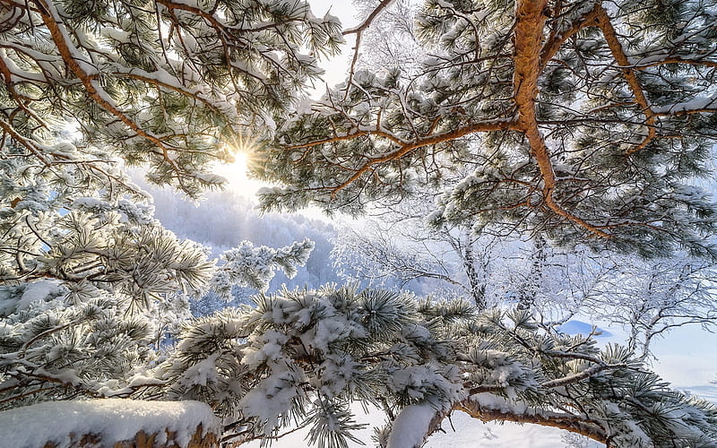 winter, blue sky, snow, forest, Altai, Russia, HD wallpaper