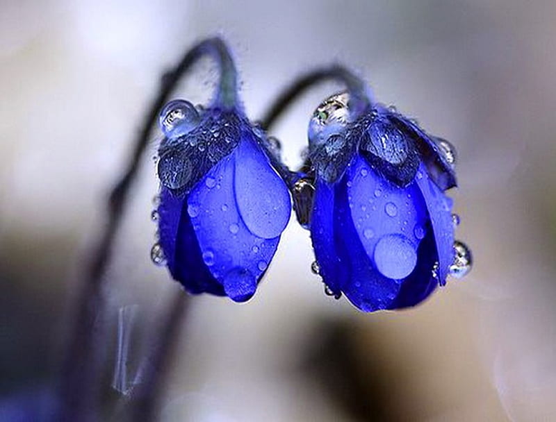 Kissed by the rain, two, rain drops, flowers, pair, blue, HD wallpaper