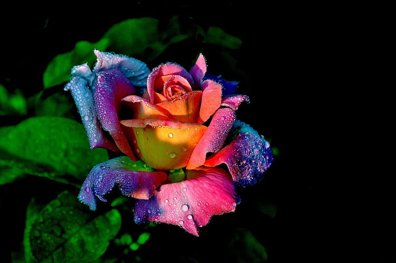 Colorful rose, pretty, colorful, lovely, rose, background, scent ...