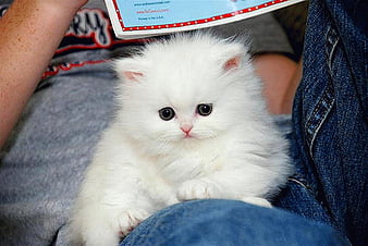 Baby persian store kittens for sale