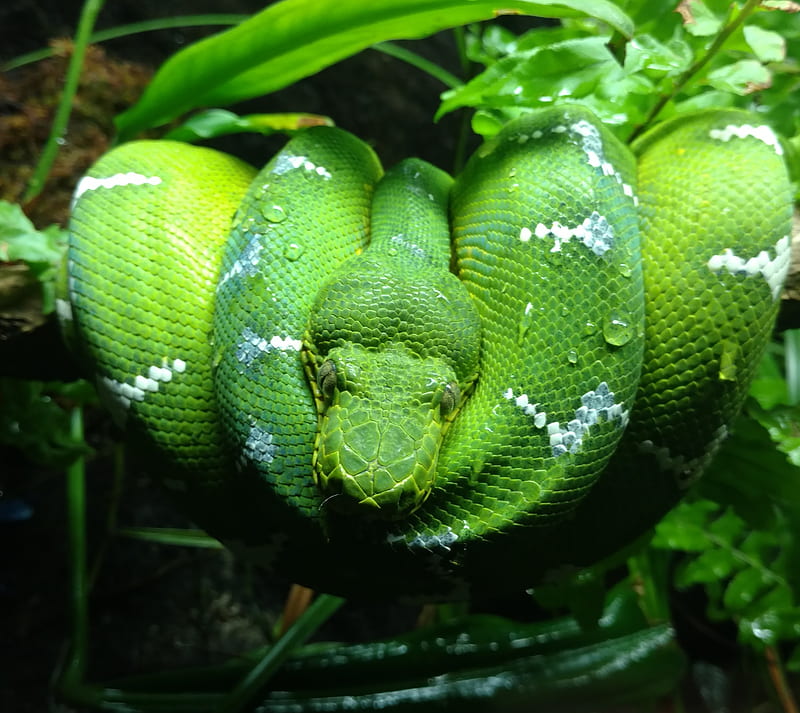 Tree Snake, green, HD wallpaper