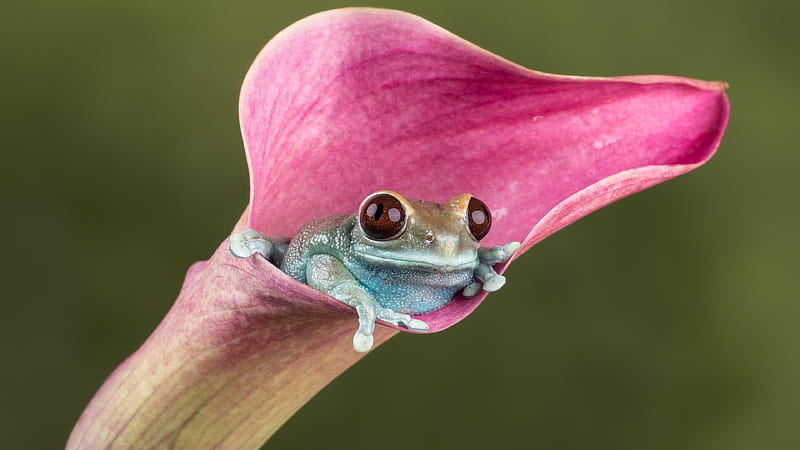 Closeup View Of Frog On A Pink Calla Lily In Green Blur Background Animals, HD wallpaper