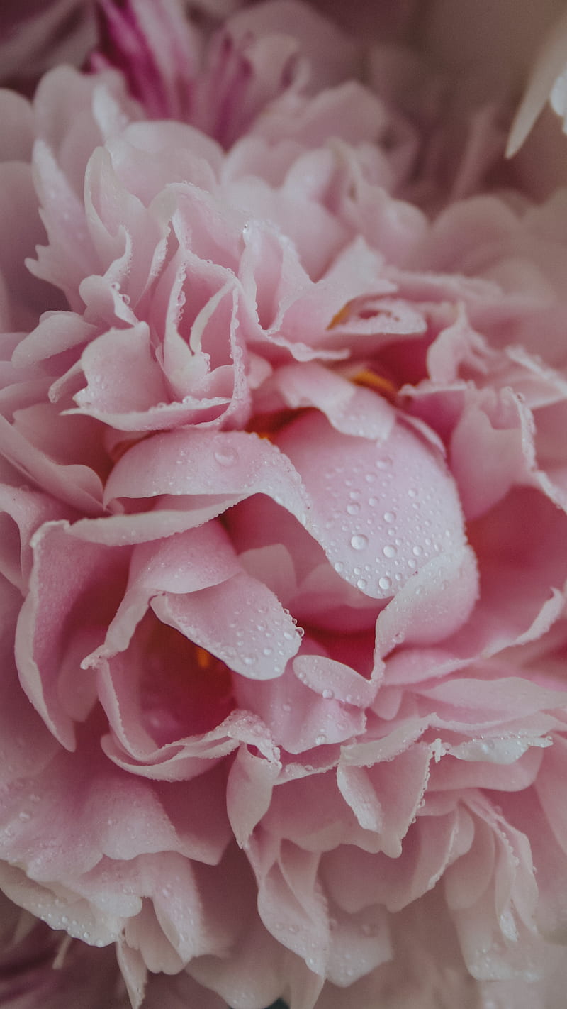 Pink peon 1, flowers, HD phone wallpaper
