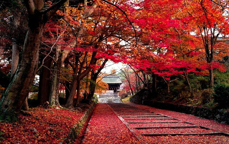 Autumn, red, bonito, scenery, HD wallpaper | Peakpx
