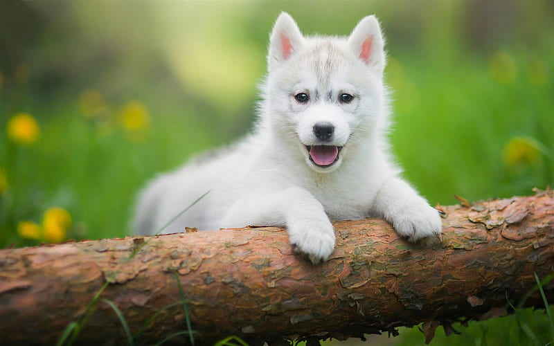 white puppy husky, cute little dogs, pets, white puppy, dogs, husky, HD wallpaper