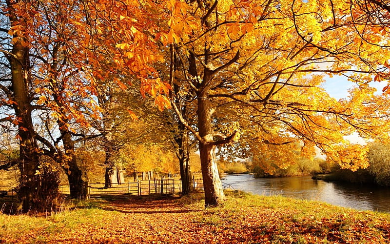 Autumn sad, autumn, river, trees, gold leaf, HD wallpaper | Peakpx