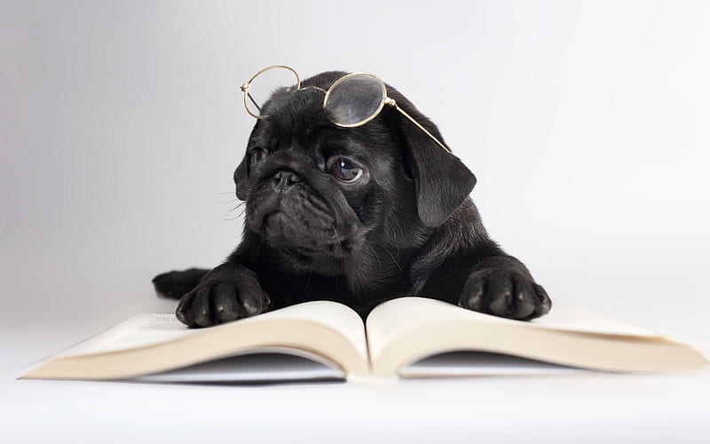 french bulldog, book, pets, puppy, dogs, black french bulldog, cute animals, bulldogs, HD wallpaper