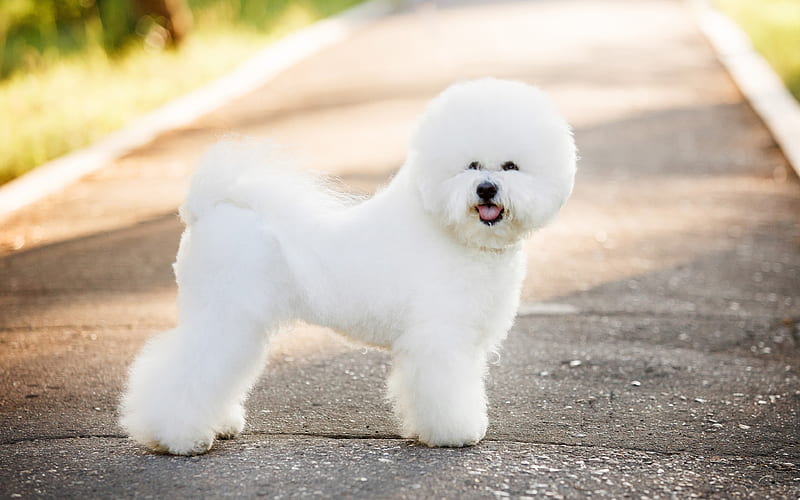 Bichon Frise, white curly dog, summer, French breed of dogs, lapdogs, small dogs, HD wallpaper
