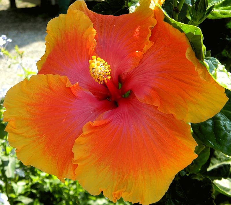 Flowers, Flower, , Hibiscus, HD wallpaper | Peakpx