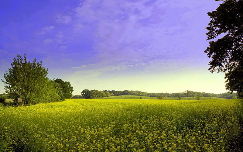 green field, green, wild, flowers, nature, fields, HD wallpaper