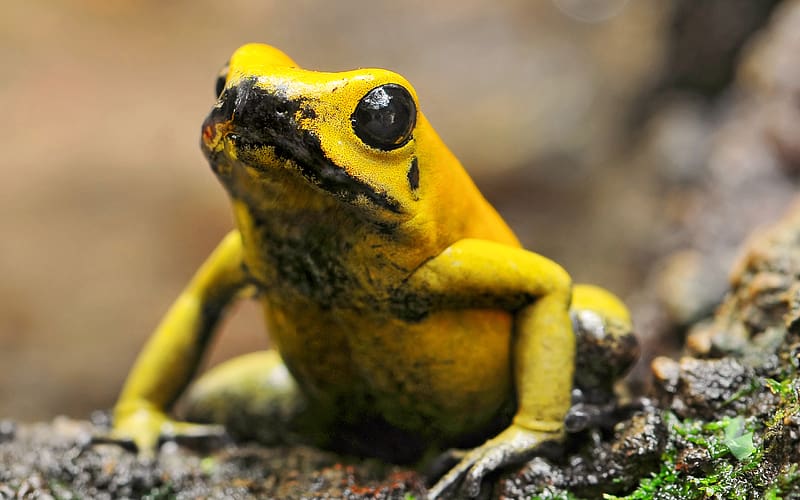 Frogs, Animal, Golden Poison Frog, HD wallpaper