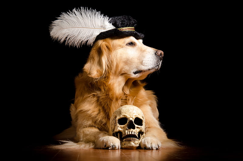 Golden 2024 retriever skull